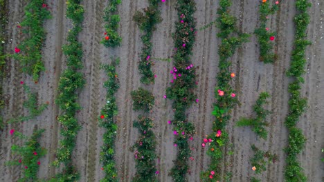 Von-Oben-Nach-Unten-Aufsteigender-Schuss-Eines-Blumenzuchtbetriebs-Auf-Dem-Land-Mit-Reihen-Von-Arten