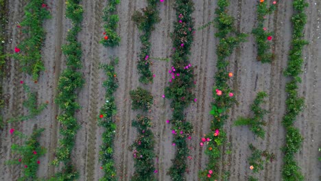 top down rising shot of flower growing farm in countryside with rows of species