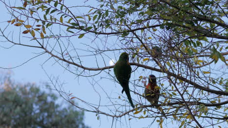 Rainbow-Lorikeets-Foraging-for-Food-In-A-Gumtree-With-Moon-in-Background