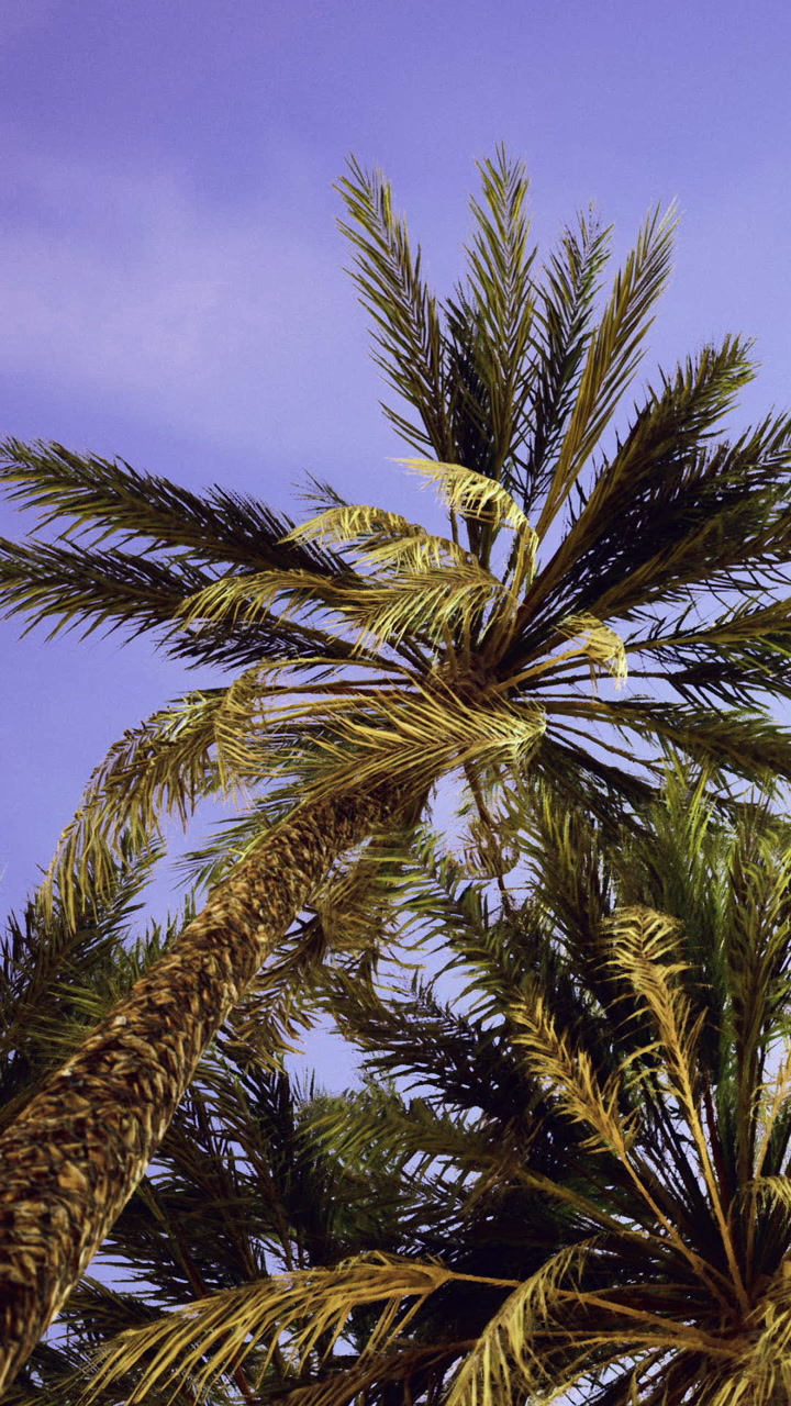 Palm trees reach for the sky during sunset in a tropical location
