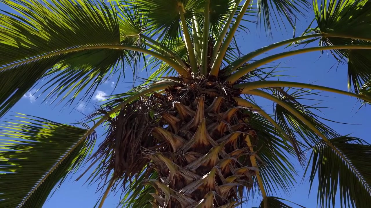 Fronde di palma verdi che ondeggiano dolcemente contro un cielo azzurro limpido