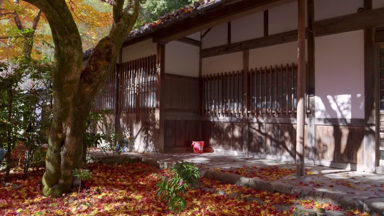 Incredible slow motion fall color scenery at temple grounds in Japan with yellow maple colors