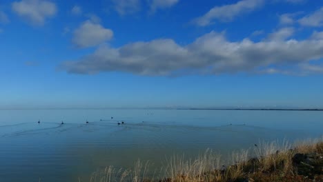 Slow-walk-beside-lake-as-birds-swim-off-on-a-beautiful,-calm-mid-winter's-day