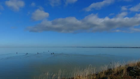 camine lentamente junto al lago mientras los pájaros nadan en un hermoso y tranquilo día de invierno