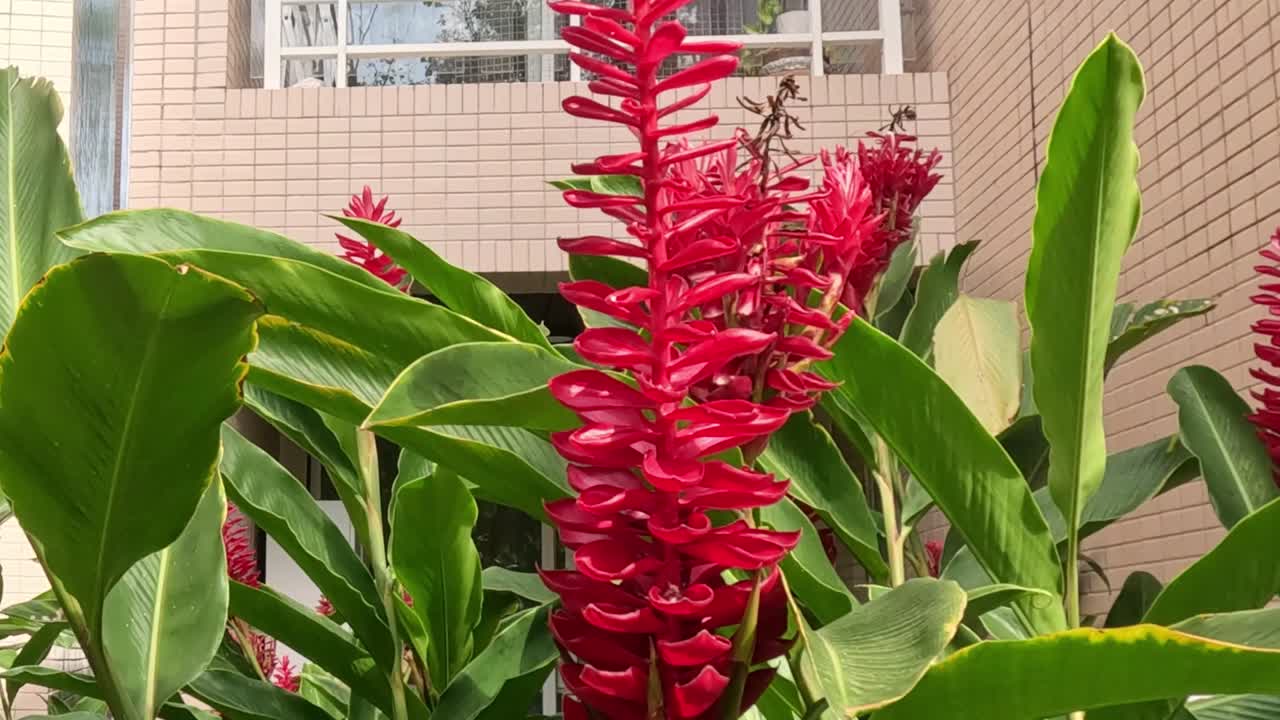 은 꽃은 도시 환경에서 자라며 흔들립니다.