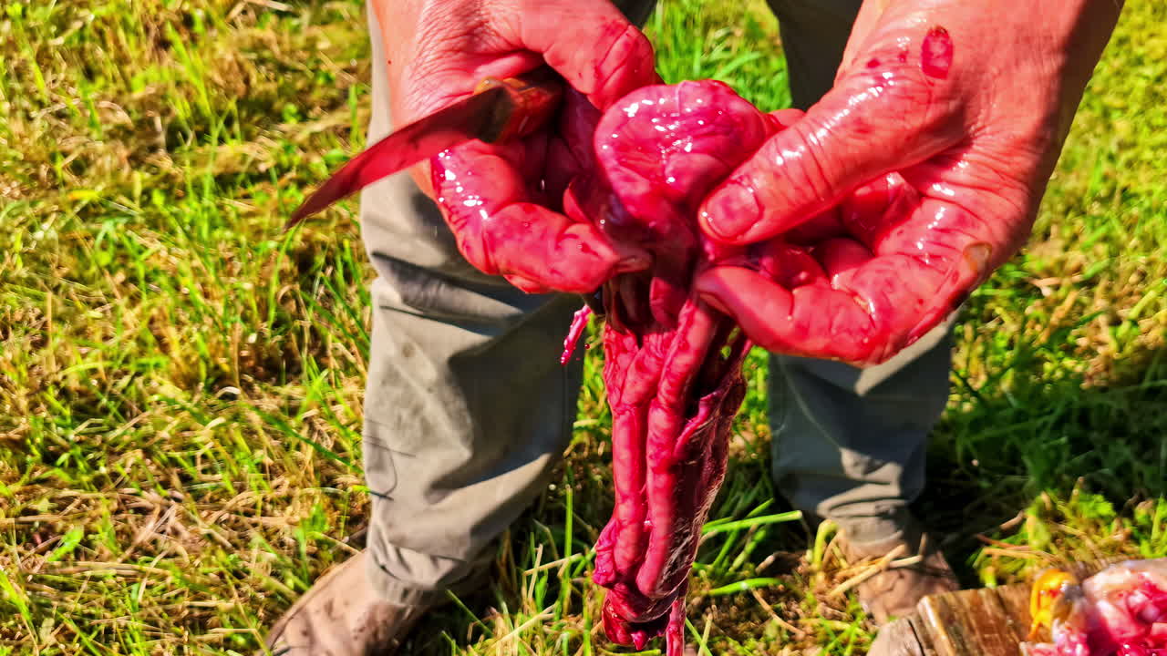 Close-up shot shows a hunter's blood-covered hands using a knife to process the internal organs and viscera of a freshly killed wild animal in a field
