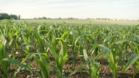 young-corn-plants-moving-in-the-wind-on-a-sunny-day