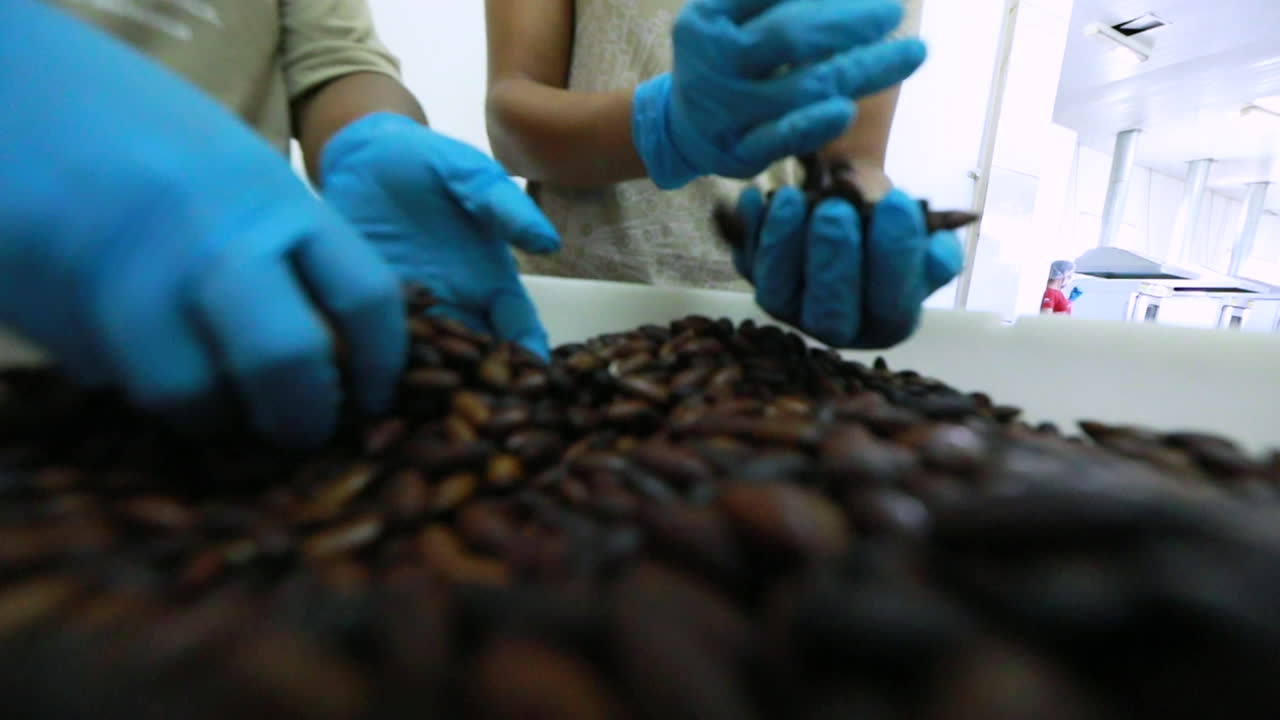 The Brazilian superfood, the Barukas nut, being sorted into a commercial container by factory workers