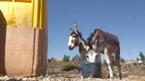 Small-break-time-to-drink-some-water-before-carrying-the-heavy-water-jars-back-home,-low-angle-shot