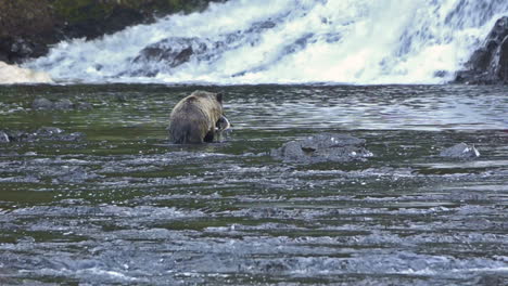 un oso de alaska pesca salmón en un río 1