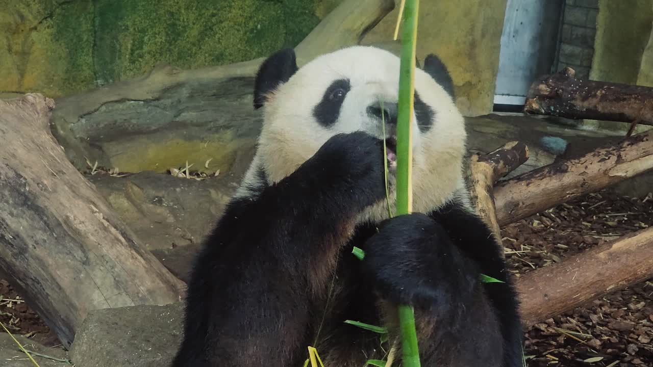 Large Panda bear eating a bamboo stick in Chengdu, Sichuan, China