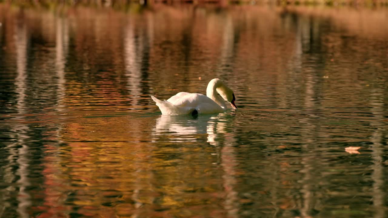 un majestuoso cisne se desliza con gracia a través de las aguas tranquilas del lago kawaguchiko durante una puesta de sol de otoño.