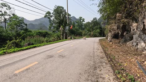 goat crossing a rural road in vietnam