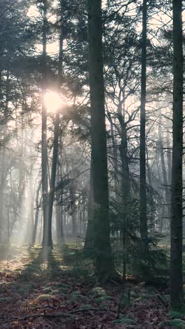 amanecer en un bosque brumoso