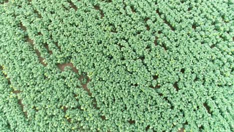 drone shot of a sunflower field in france