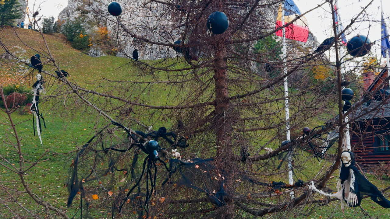 Bare dry pine tree covered with spiders, web. Black balls and crows. Halloween decoration outside.