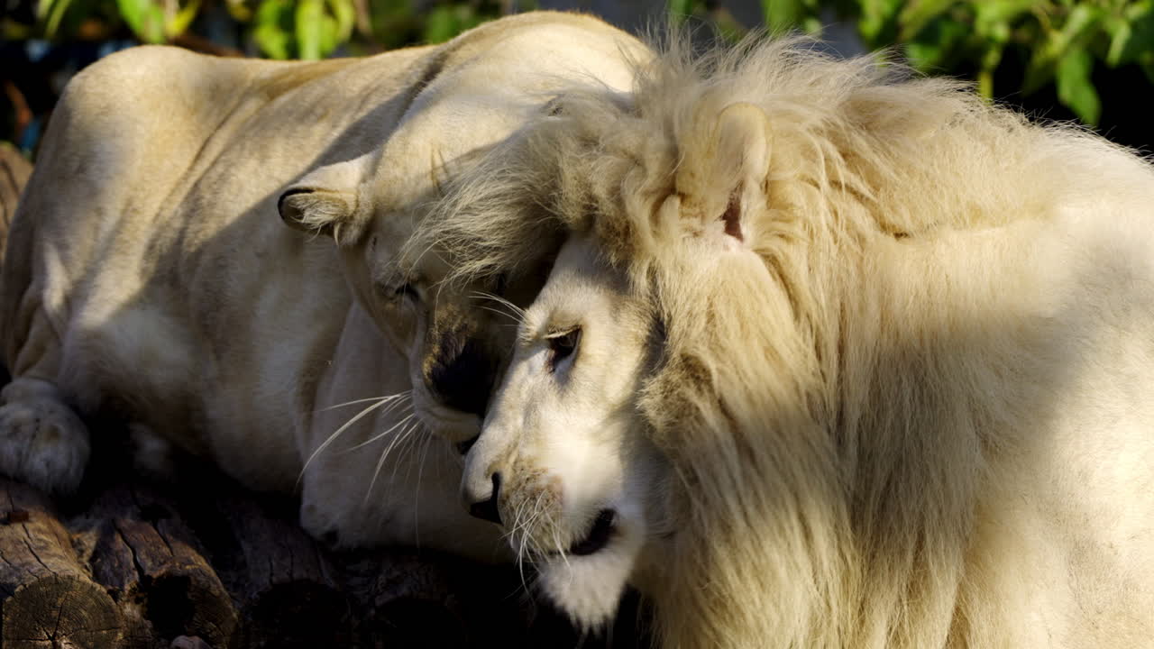 Two White Lions Resting