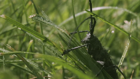 longhorn beetle in grass