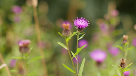 cerca de las flores de knapweed púrpura que crecen silvestres al aire libre en el campo