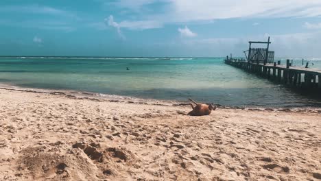 Perro-Jugando-En-La-Playa-De-Mahahual-En-México