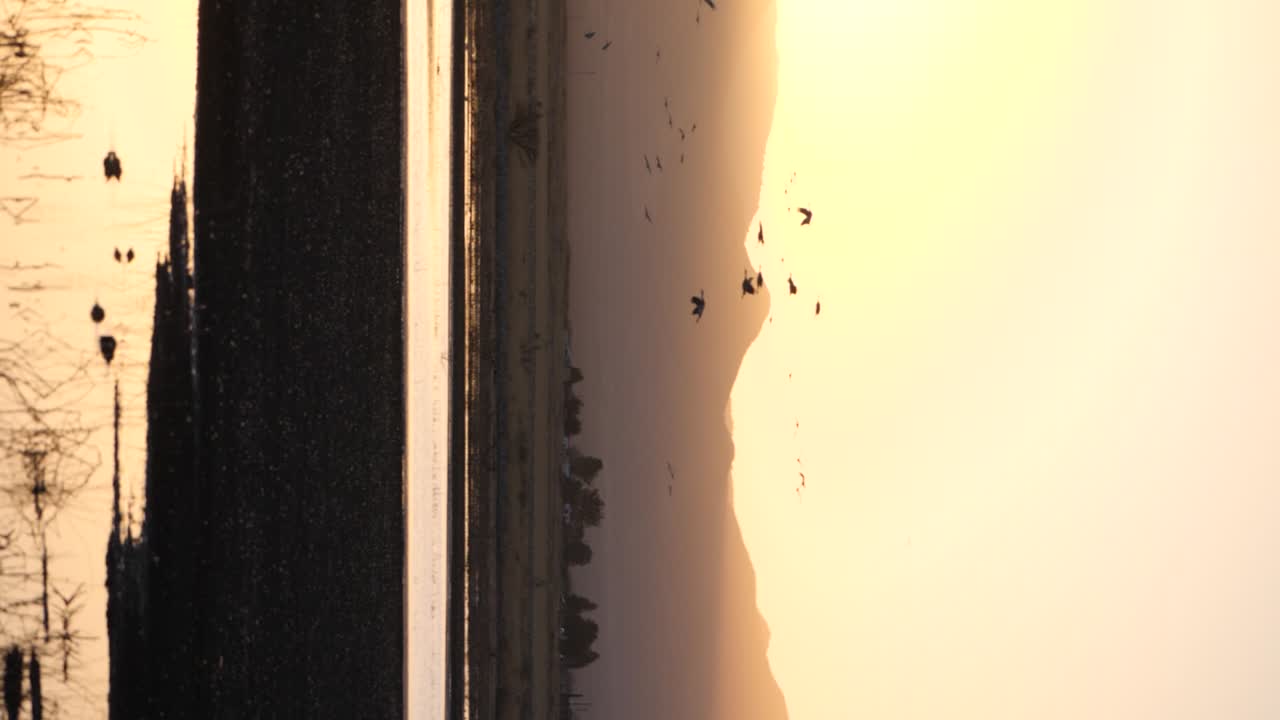 황금빛 속 에 있는 샌드힐 크레인 실루 ⁇  의 수직  ⁇