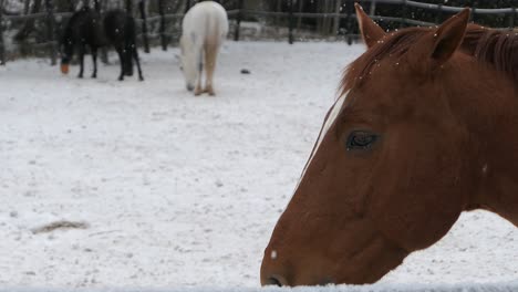 Caballo-Marrón-Moviendo-Las-Orejas-Al-Aire-Libre-En-Invierno,-De-Cerca,-Caballos-En-El-Fondo