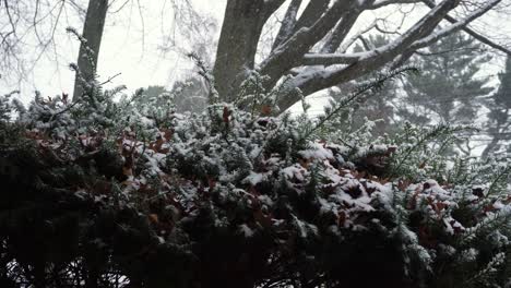 pine bush under fresh fluffy snowfall