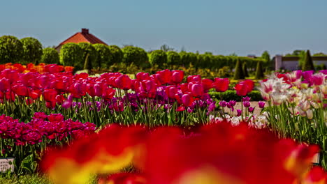 turismo caminando y haciendo fotos en un campo de tulipanes