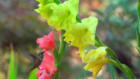 Slow-motion-of-a-hummingbird-flying-to-pink-and-yellow-flowers