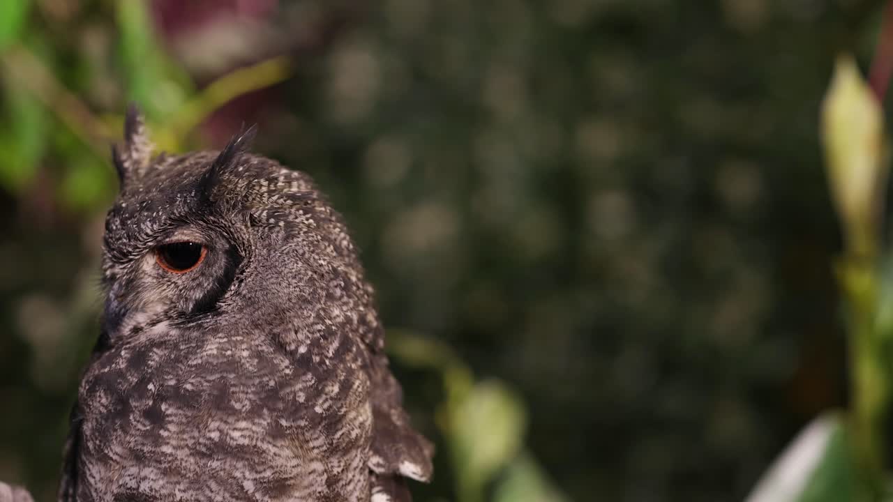 сова поворачивает голову среди листьев.