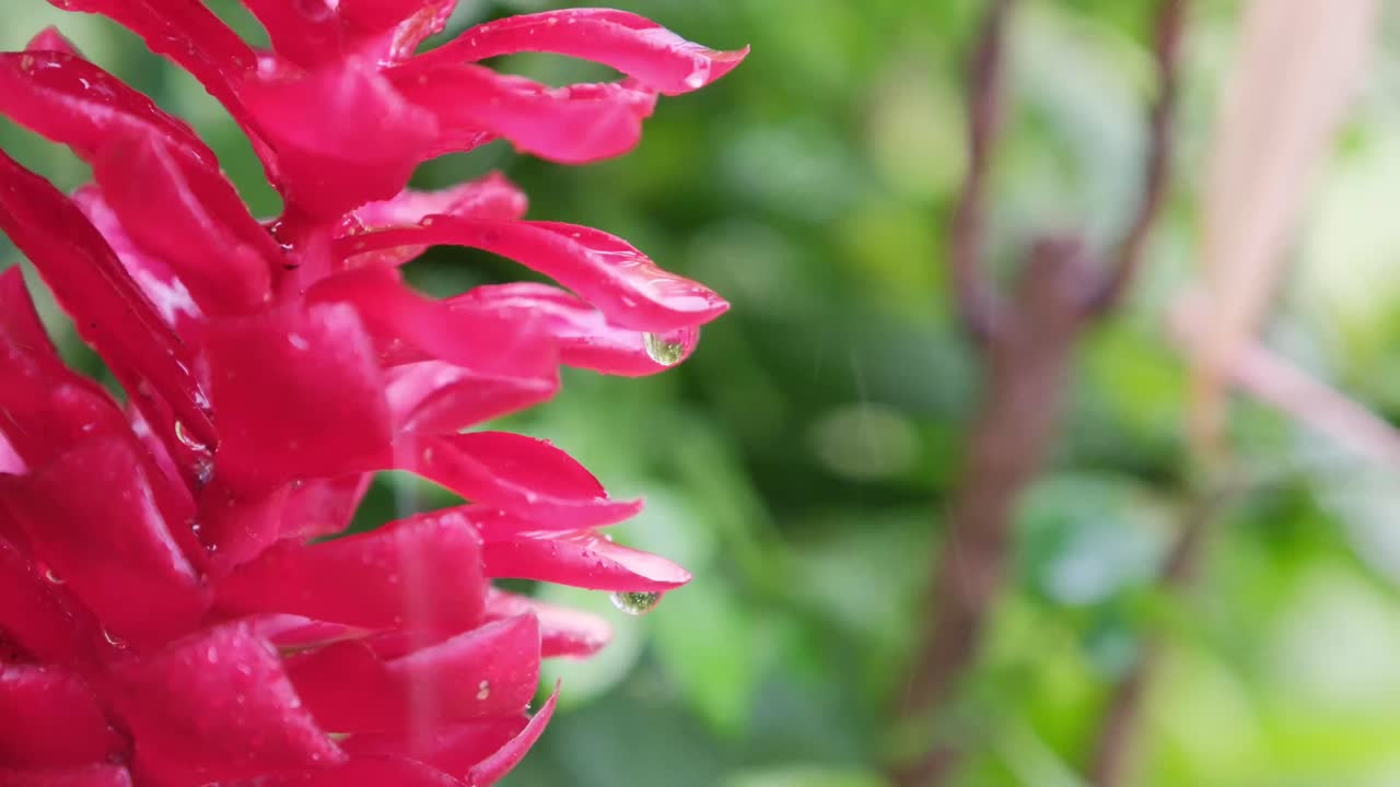 Slow motion close-up of rain falling onto a Hawaiian red ginger flower, with water droplets forming against a soft green background. Ideal for wellness, luxury spa, nature, and tropical tourism