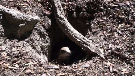 curious black tailed prairie dog exiting underground hole slow motion