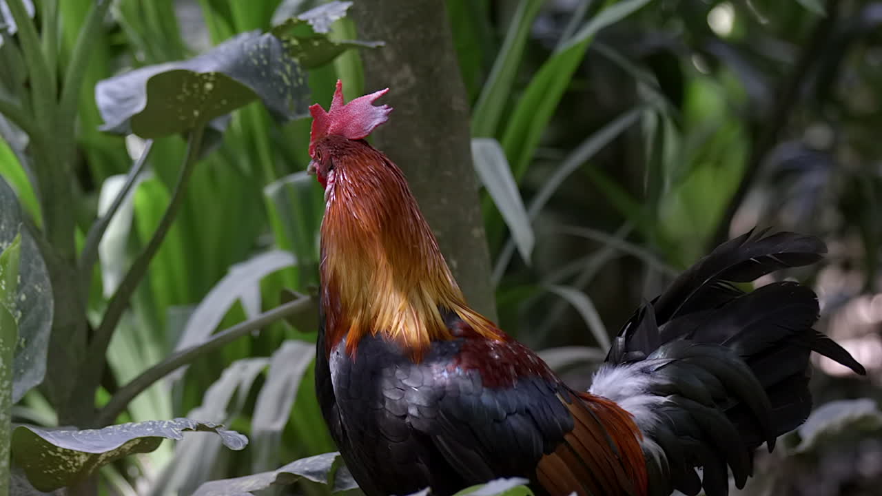un gallo rojo colorido de las aves de la jungla batiendo sus alas y alejándose - cámara lenta