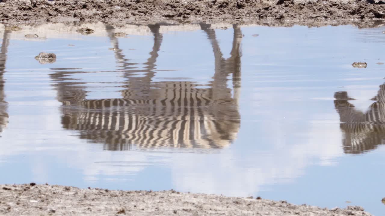 Zebra's reflection in the water