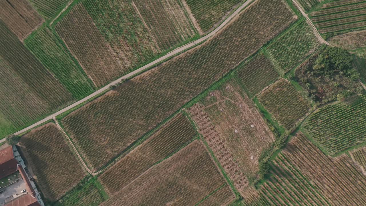 Aerial View of Vineyard in Autumn