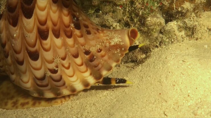 Triton's Trumpet snail close up of rhinophores and eye n coral reef at night