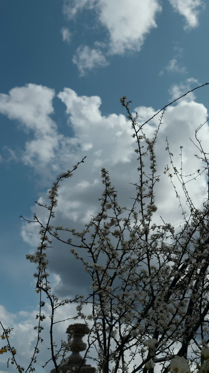 Blossoming tree against a cloudy sky