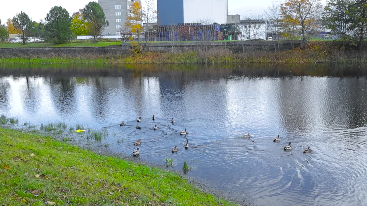 A group of Mallard duck going on a reflective cold pond or small lake and swim into the distance in slow motion creating waves on the water during autumn cloudy day in Saku mansion park. Yellow leaves