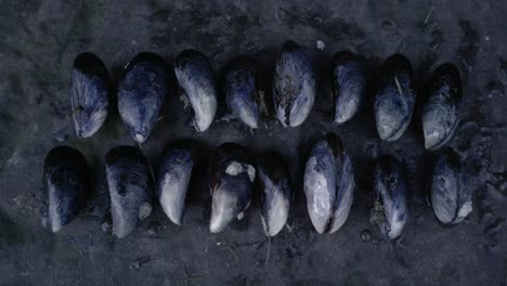 a top down view of freshly forraged mussels lined up on a rock