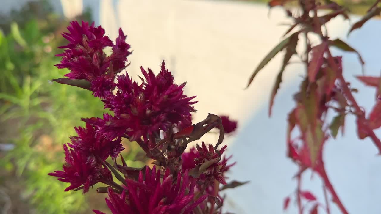 Closeup shot of a Plant of Amaranthus hypochondriacus, it is an ornamental plant commonly known as Prince-of-Wales feather or prince's-feather.