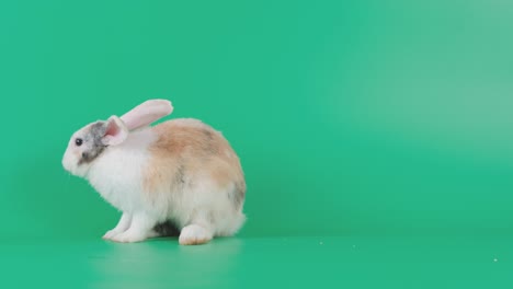 long ear brown pattern white rabbit wear mask and moving look like sneeze stay on green screen