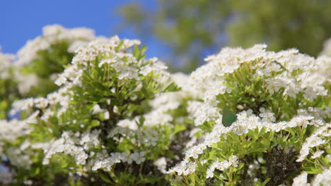 Mariposa-De-Pelo-Verde-Polinizando-La-Flor-De-Espino-En-Un-Día-Soleado,-Enfoque-Superficial,-Parque-Nacional-De-Dartmoor