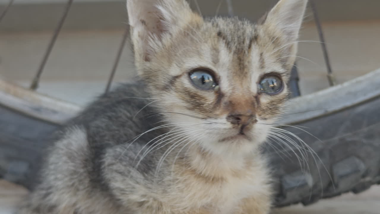 Street cat resting in greece in vertical