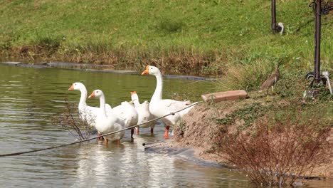 geese congregating and moving near water.