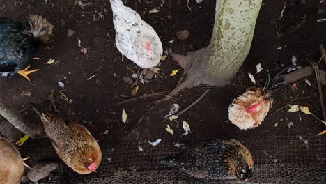 looking down on wild organic chicken in a free range farm