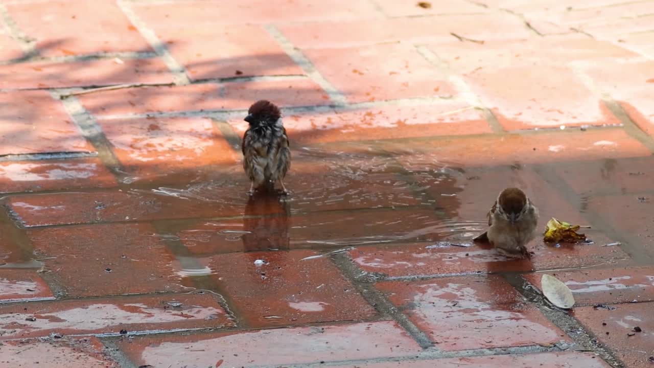 Two sparrows enjoy a refreshing bath in a sunlit puddle on a brick patio.