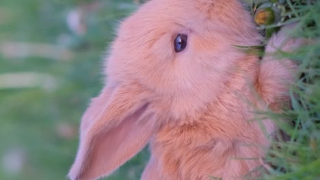a cute rabbit peeking through the grass