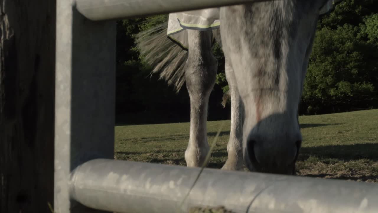 Grey horse legs and head through fence low panning shot