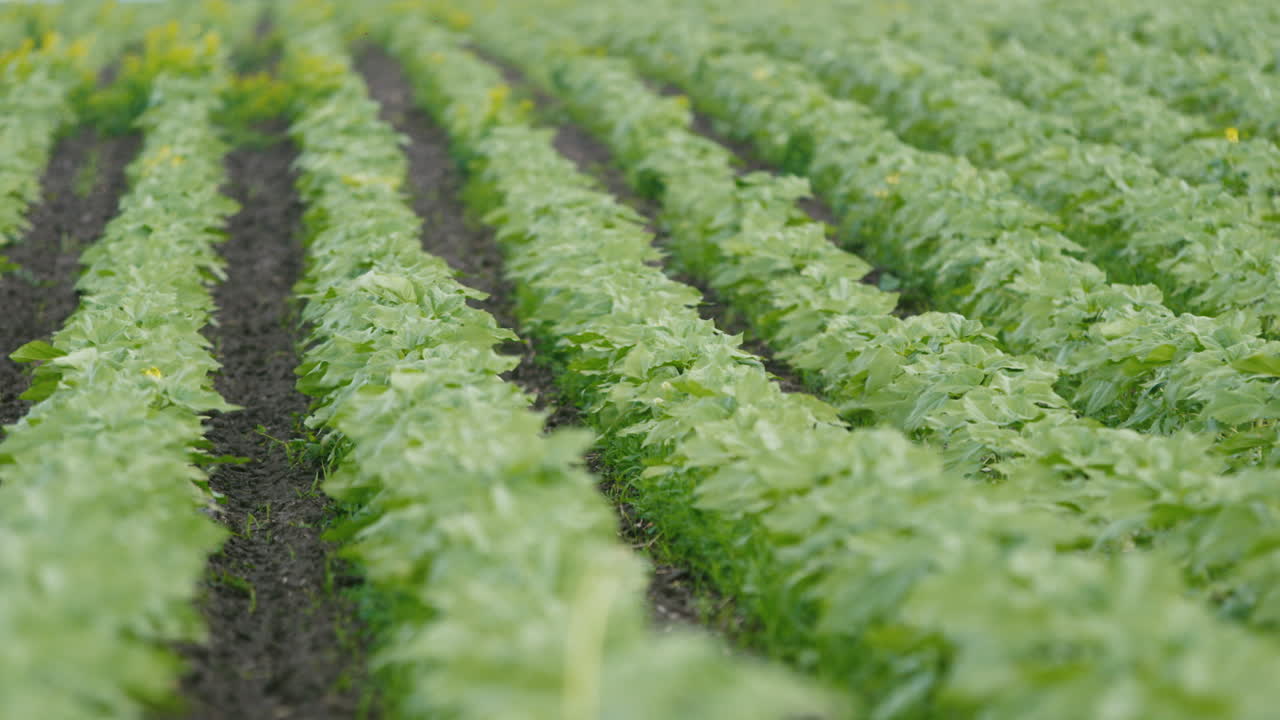 plántulas de girasol joven en el campo