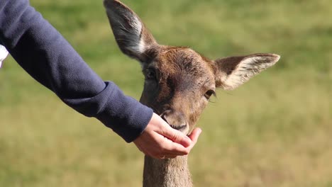 beautiful young deer is eating corn from a human hand